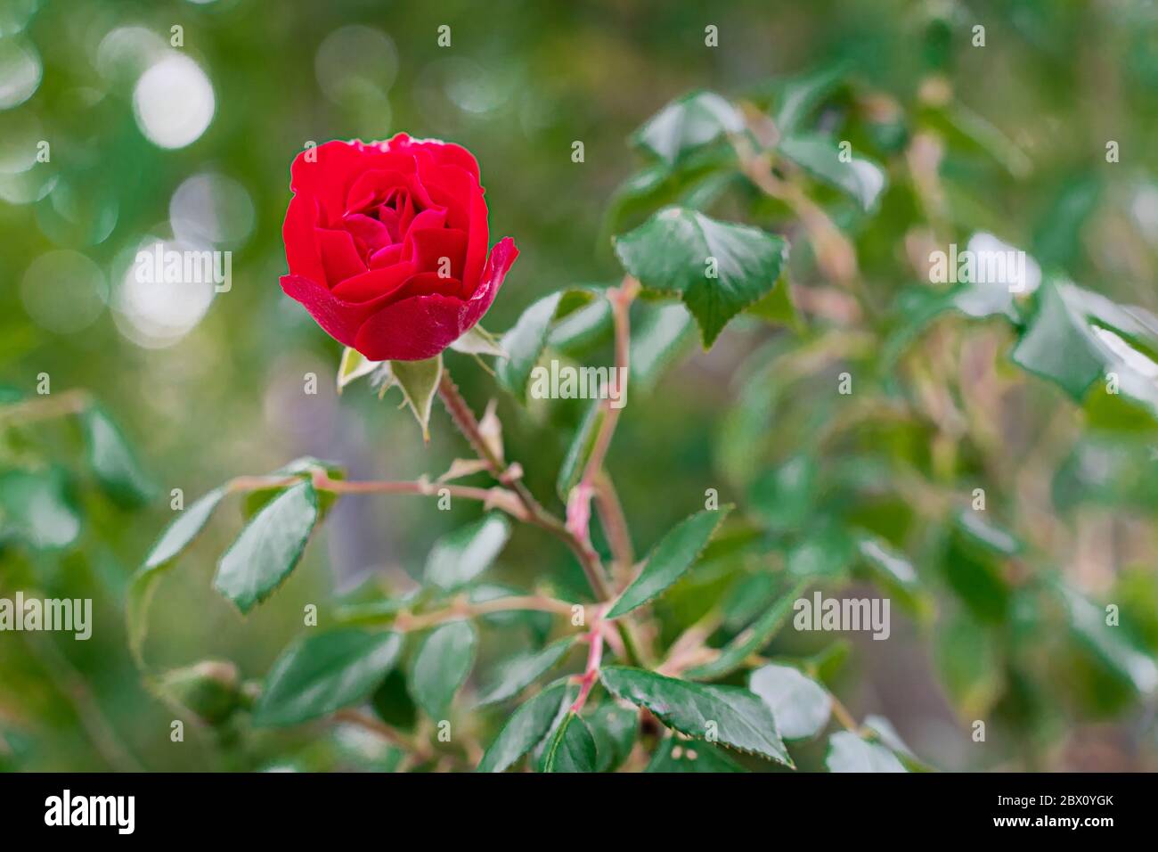 beautiful red rose on a green background Stock Photo