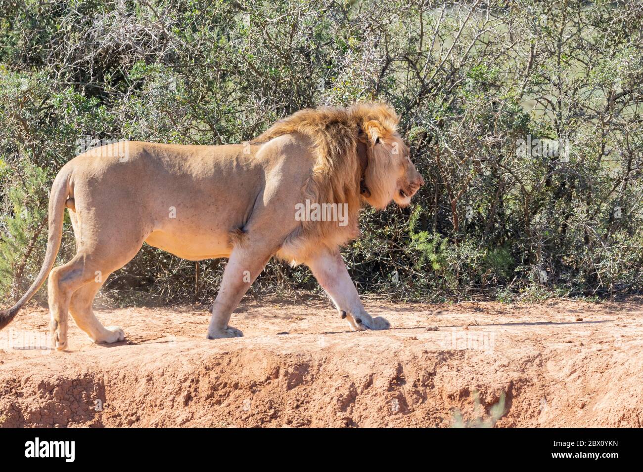 Male lion radio collar hi-res stock photography and images - Alamy