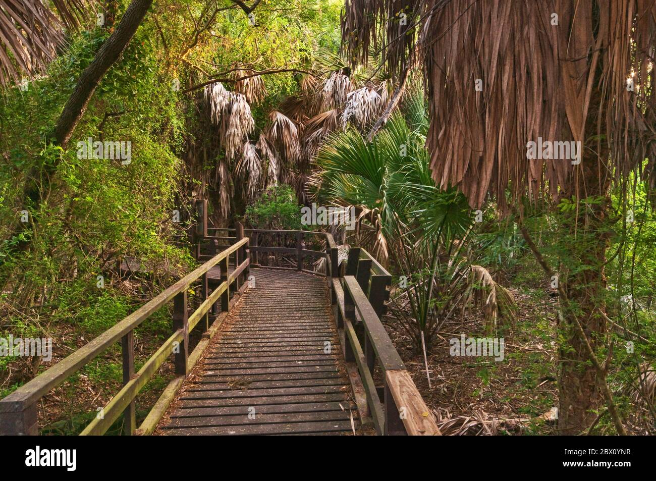 Sabal palms (Sabal mexicana) over boardwalk at Sabal Palm Grove Sanctuary near Brownsville, Rio Grande Valley, Texas, USA Stock Photo