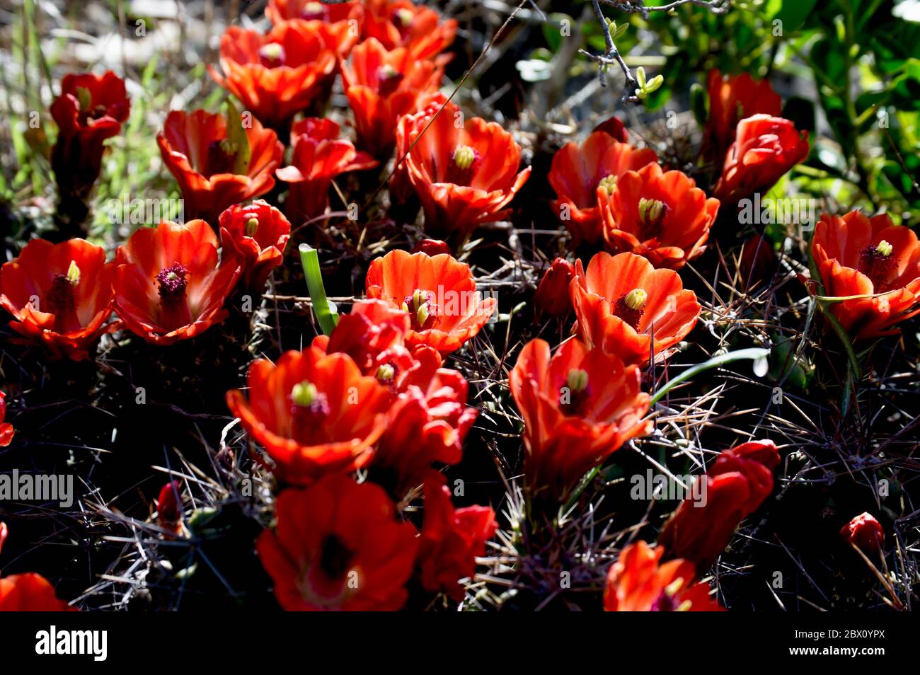 Cluster of claret cup cactus flowers Stock Photo