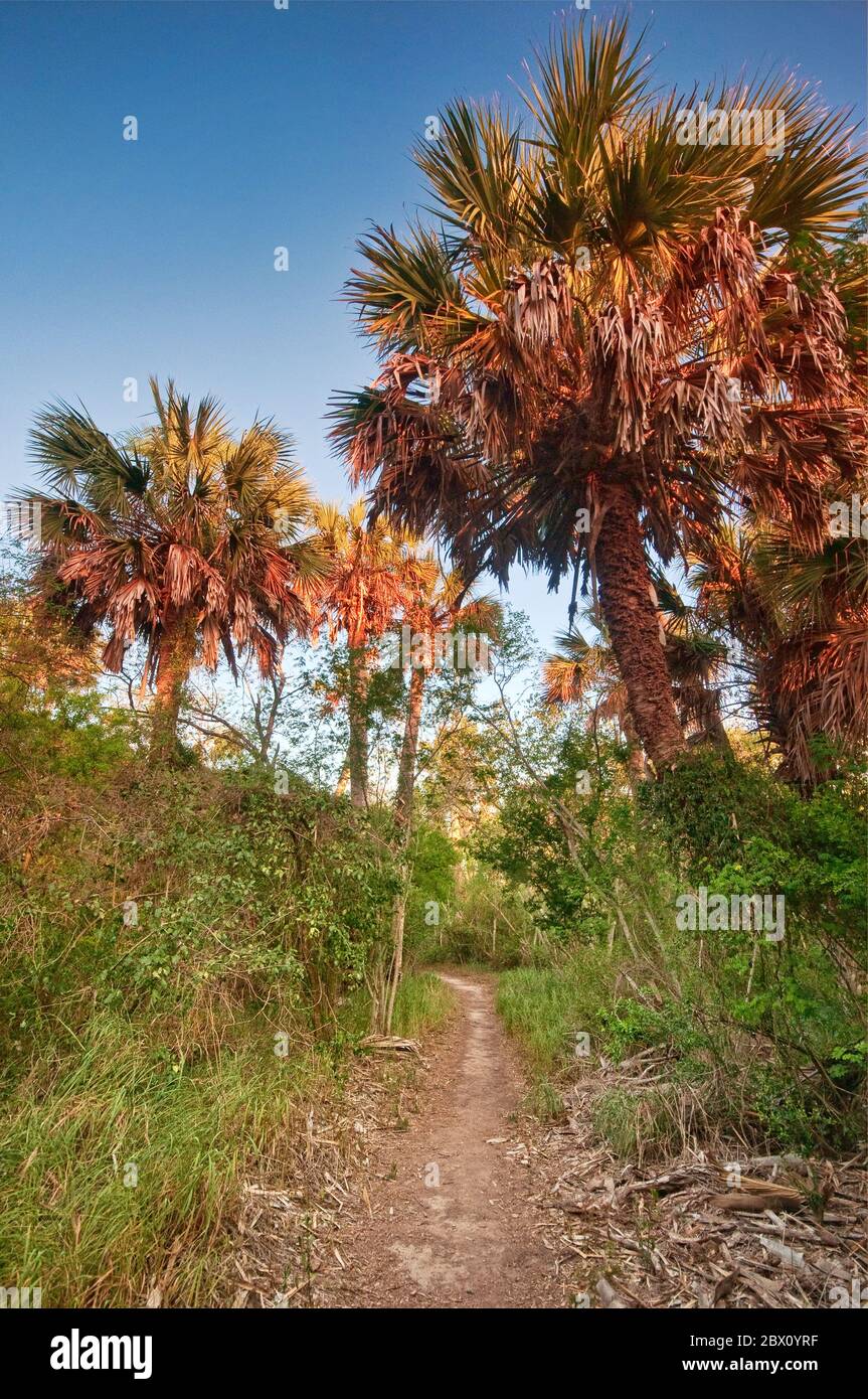 Sabal palms (Sabal mexicana) at sunrise, Sabal Palm Grove Sanctuary near Brownsville, Rio Grande Valley, Texas, USA Stock Photo