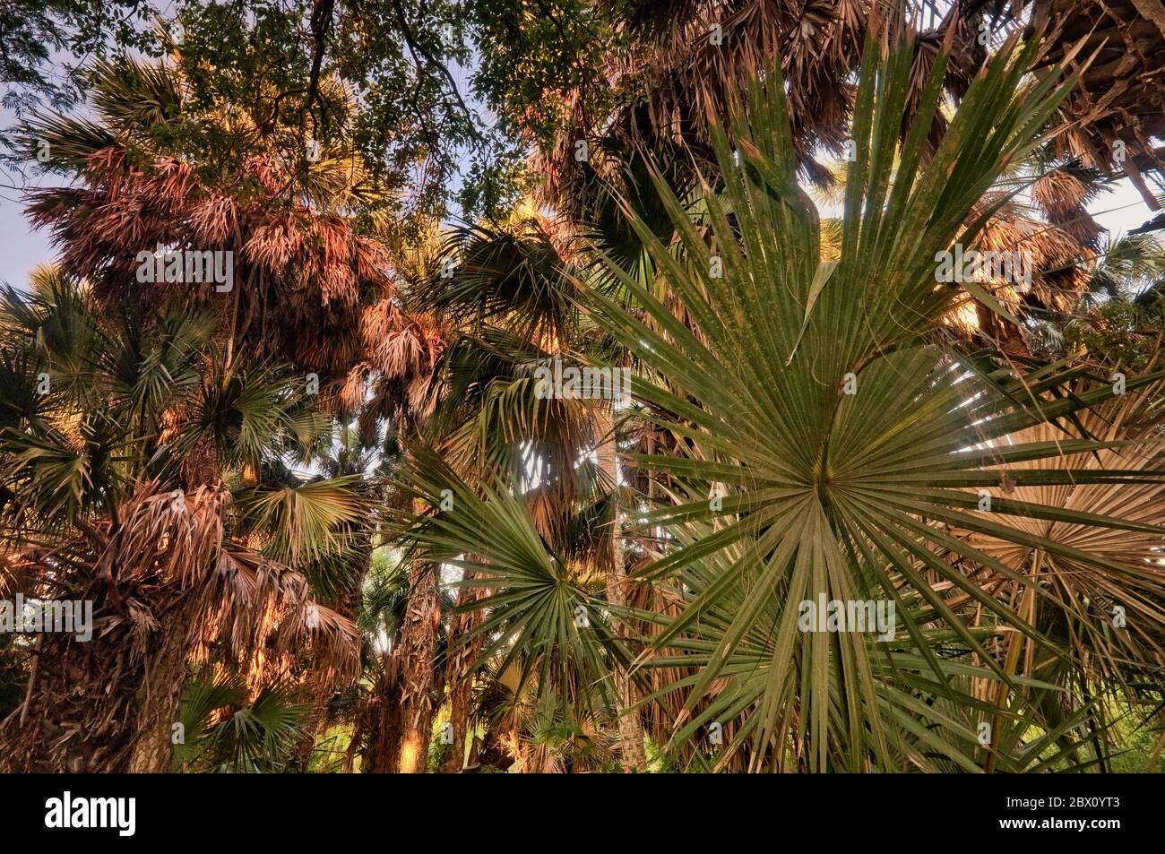 Sabal palms (Sabal mexicana) at sunrise, Sabal Palm Grove Sanctuary near Brownsville, Rio Grande Valley, Texas, USA Stock Photo