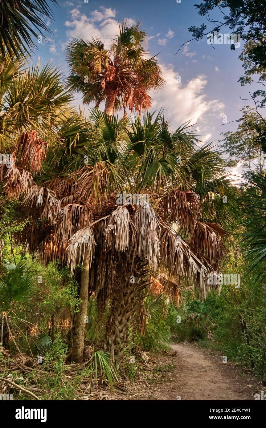 Sabal palms (Sabal mexicana) at Sabal Palm Grove Sanctuary near Brownsville, Rio Grande Valley, Texas, USA Stock Photo