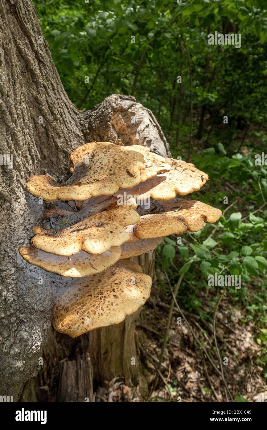 A Cluster Of Dryad's Saddle (Polyporus squamosus),  Fungus On A Tree Trunk, Also Known As Scaly Polypore, Pheasants Back Stock Photo