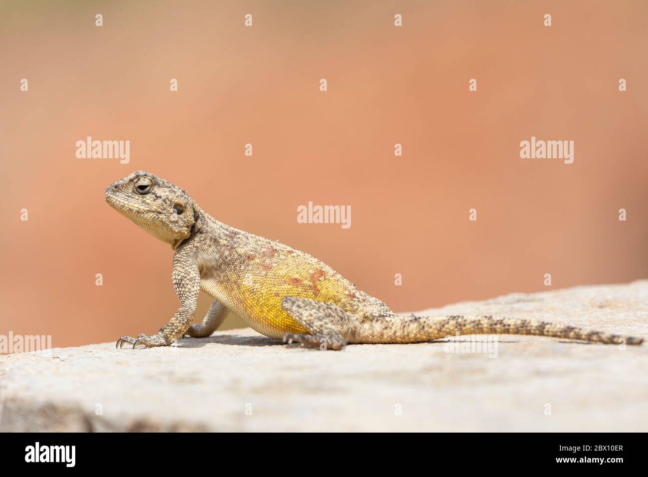 Southern Rock Agama (Agama atra) Western Cape, South Africa basking in the sun in profile Stock Photo