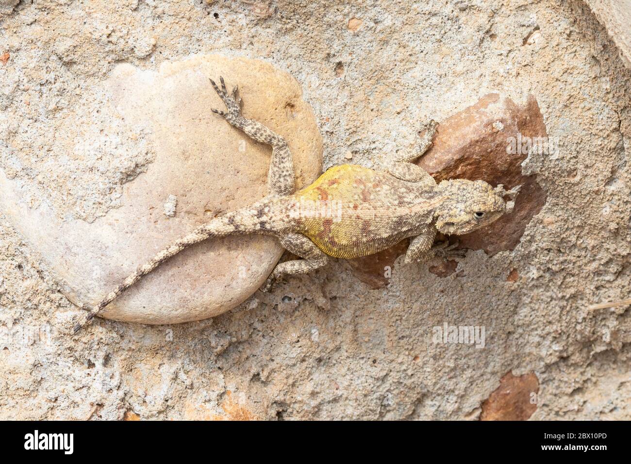 Colour camouflaged Southern Rock Agama (Agama atra) on rocks Western Cape, South Africa Stock Photo