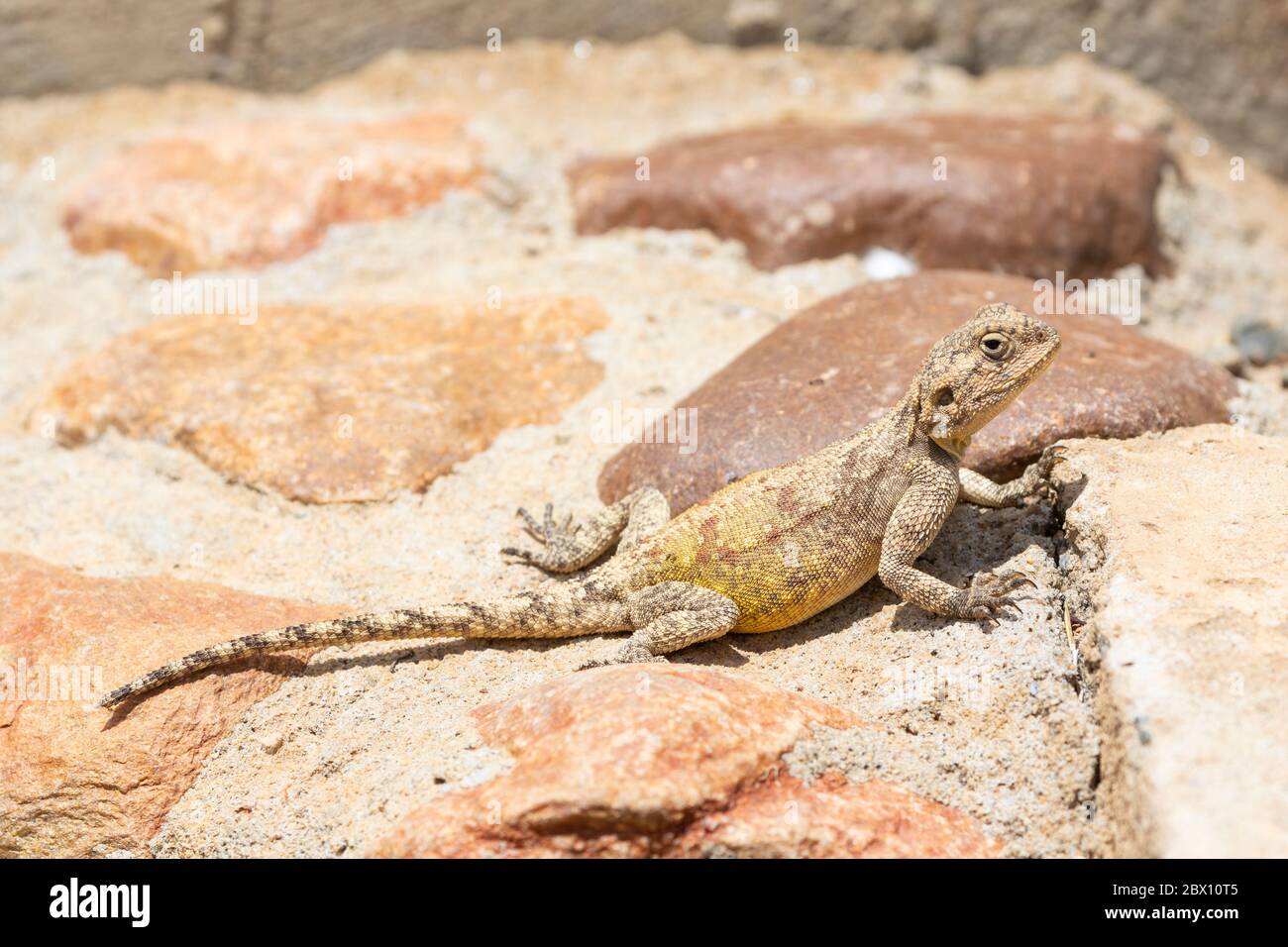 Southern Rock Agama (Agama atra) Western Cape, South Africa Stock Photo