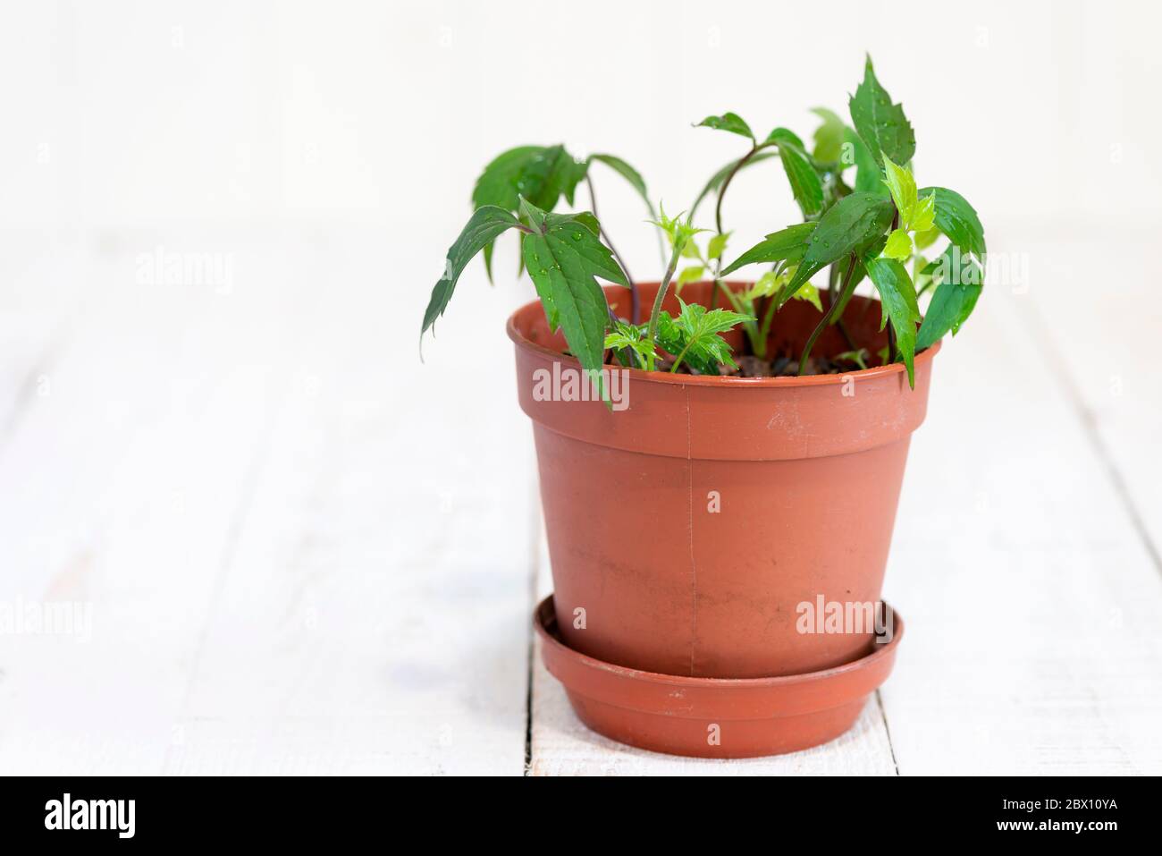 Growing new Clematis montana plants from cuttings. Stock Photo