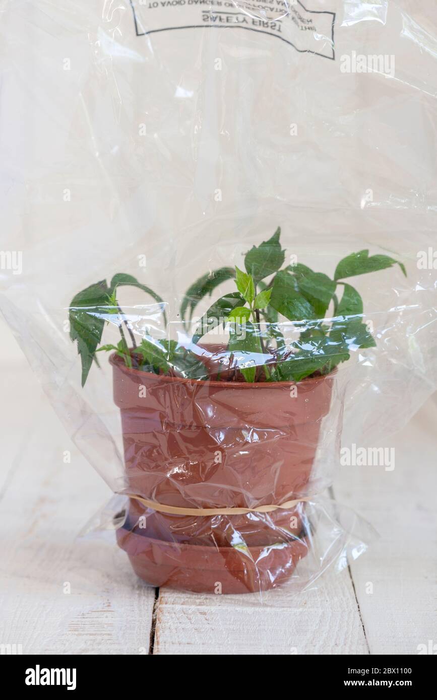 Cuttings plastic bag hi-res stock photography and images - Alamy