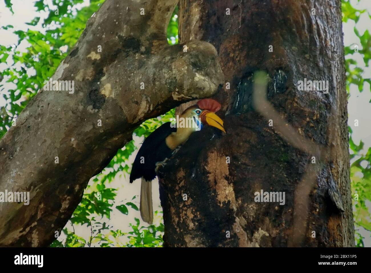 Celebes red-knobbed hornbill (Rhyticeros cassidix), adult male, checking on a nesting hole. Stock Photo