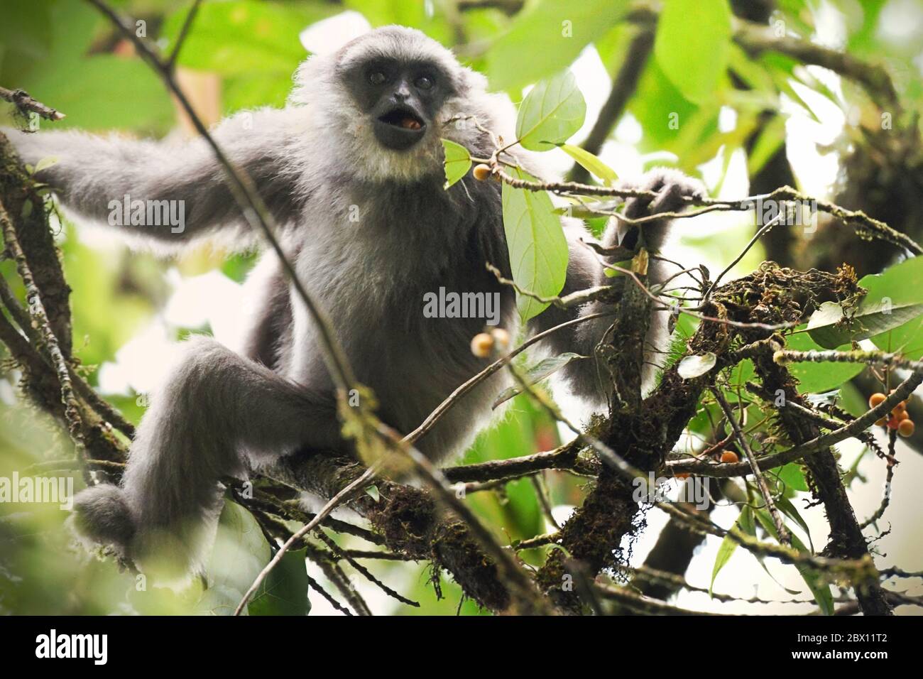 A Javan gibbon (Hylobates moloch, silvery gibbon) eating fruits of a fig tree in Gunung Halimun Salak National Park in West Java, Indonesia. Stock Photo