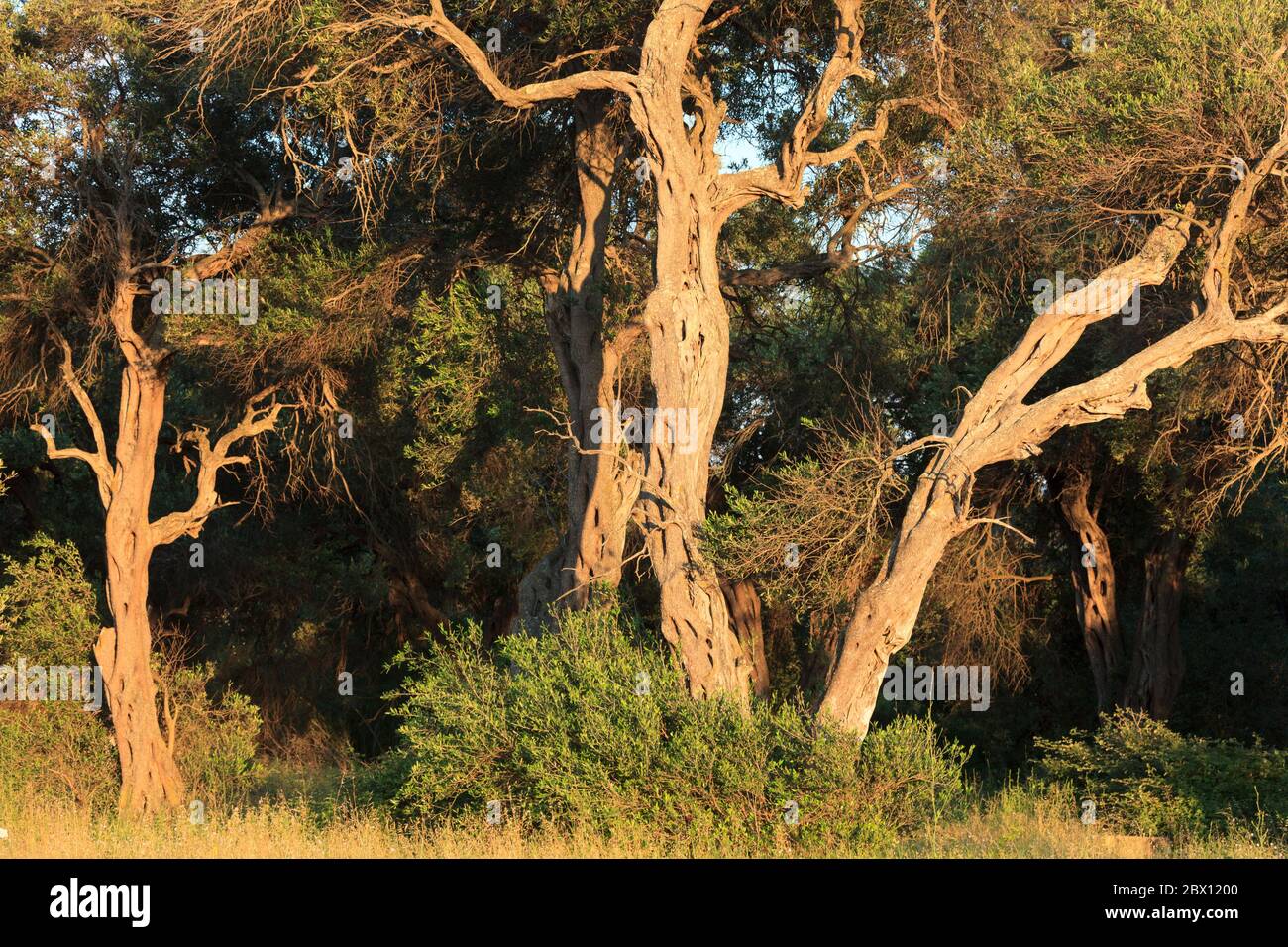Griechenland Ioniosche Inseln Kefalonia, alte Olivenbäume Stock Photo
