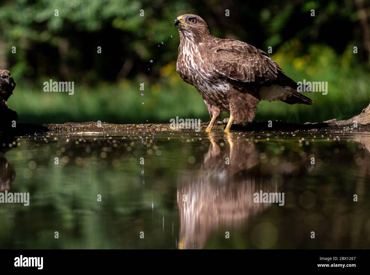 Common buzzard, Buteo buteo drinking water, Kiskunság Nemzeti park, Hungary Stock Photo