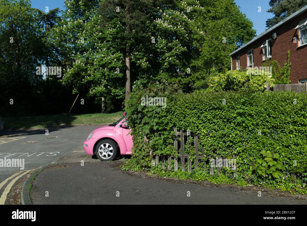 Pink VW beetle car behind hedge in suburban housing estate. Stock Photo