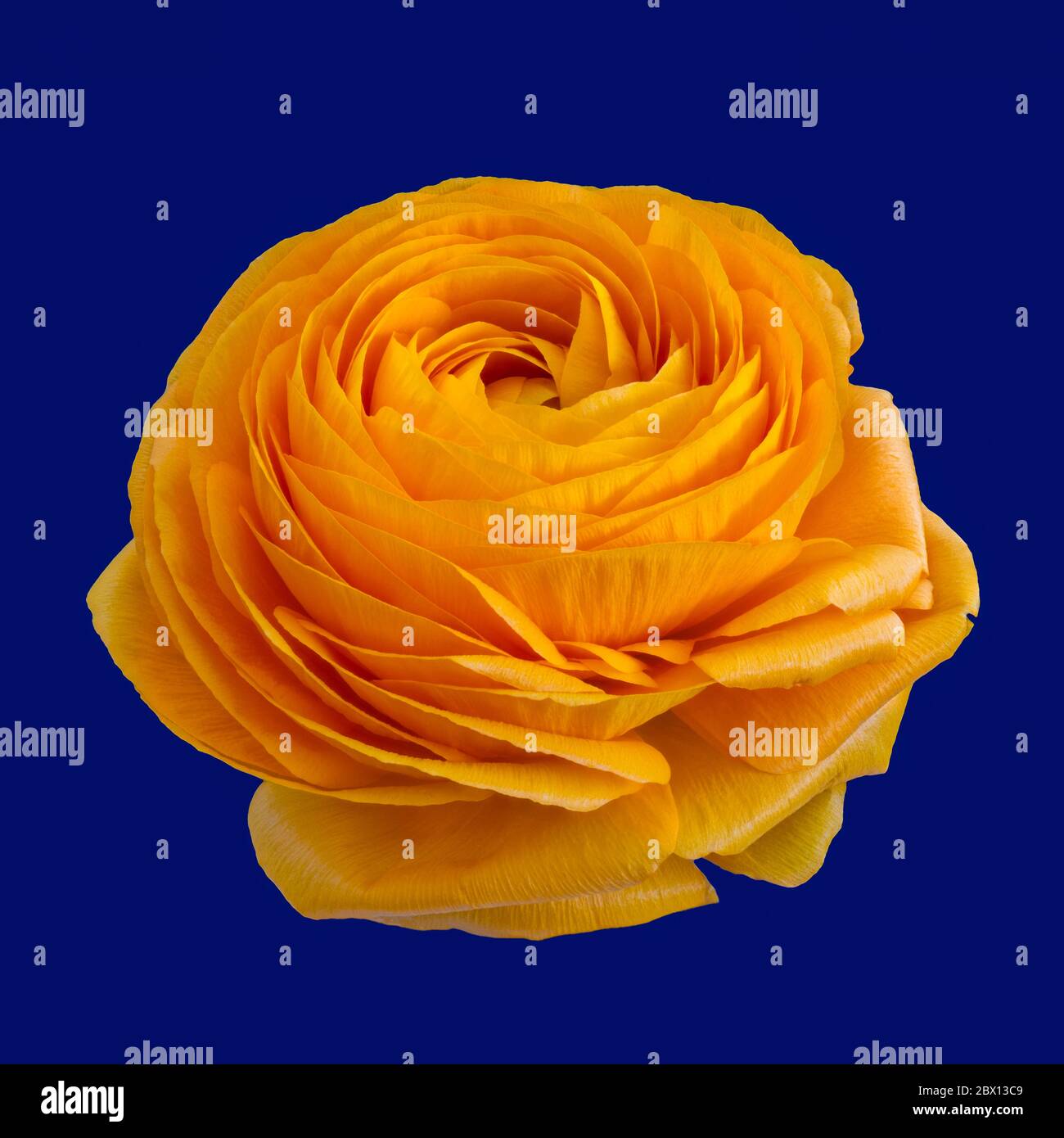 Isolated vibrant orange buttercup blossom on blue background Stock Photo