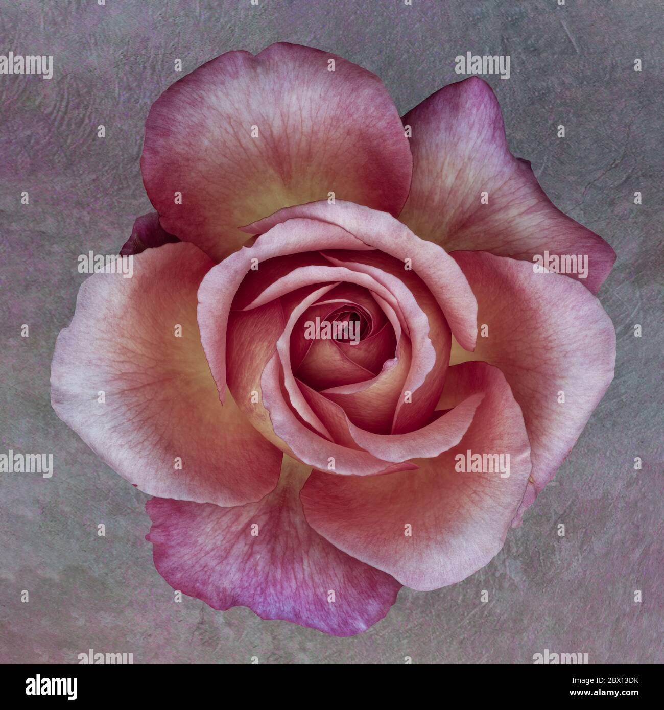 Pastel violet pink rose blossom macro on soft colored textured paper background Stock Photo