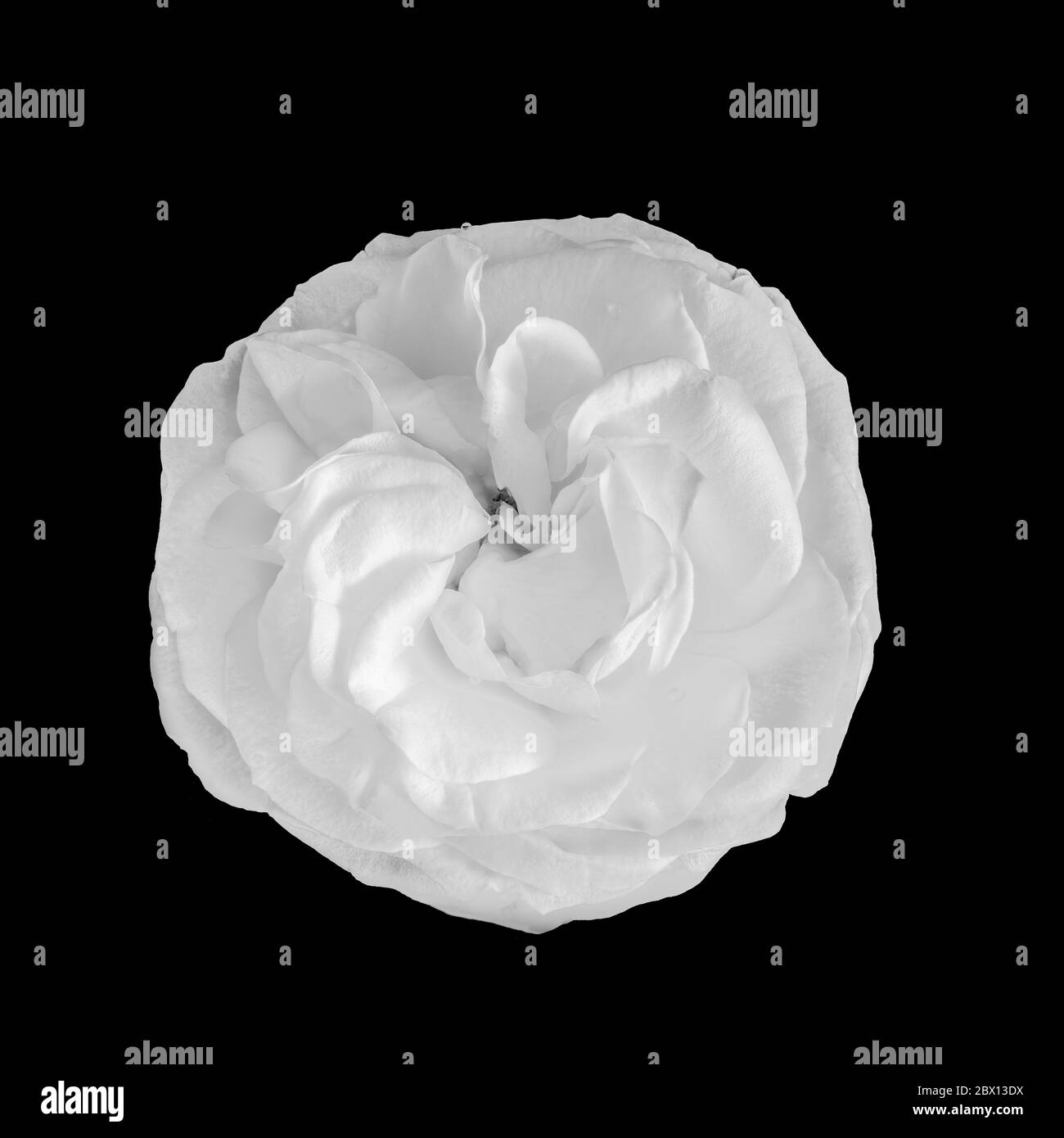 High key white rose blossom macr on black background Stock Photo