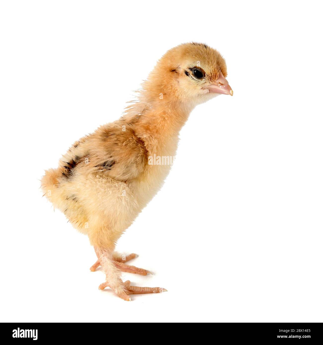 A small chick of bantam silkie isolated on a white background. 7 days old  Stock Photo - Alamy