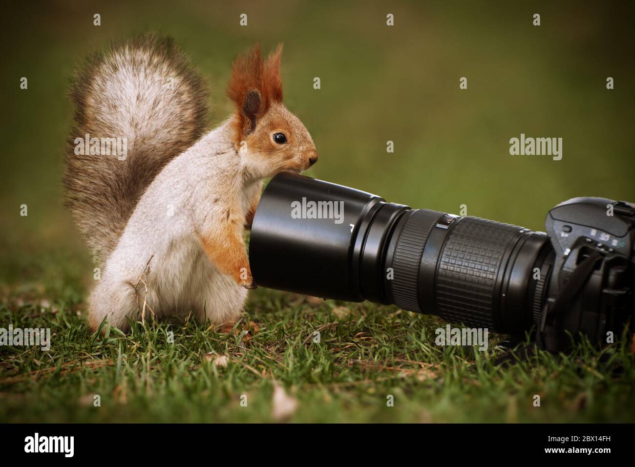 Белка способна. Белочка с фотоаппаратом. Фотосессия белочки с фотоаппаратом. День фотографа белка. Фотолюбитель.