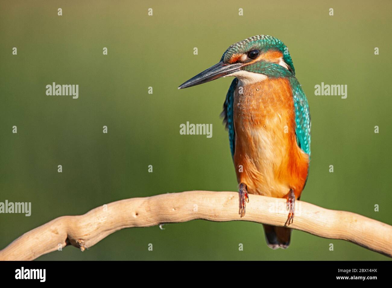 Common Kingfisher (Alcedo atthis) sitting on a stick. Stock Photo