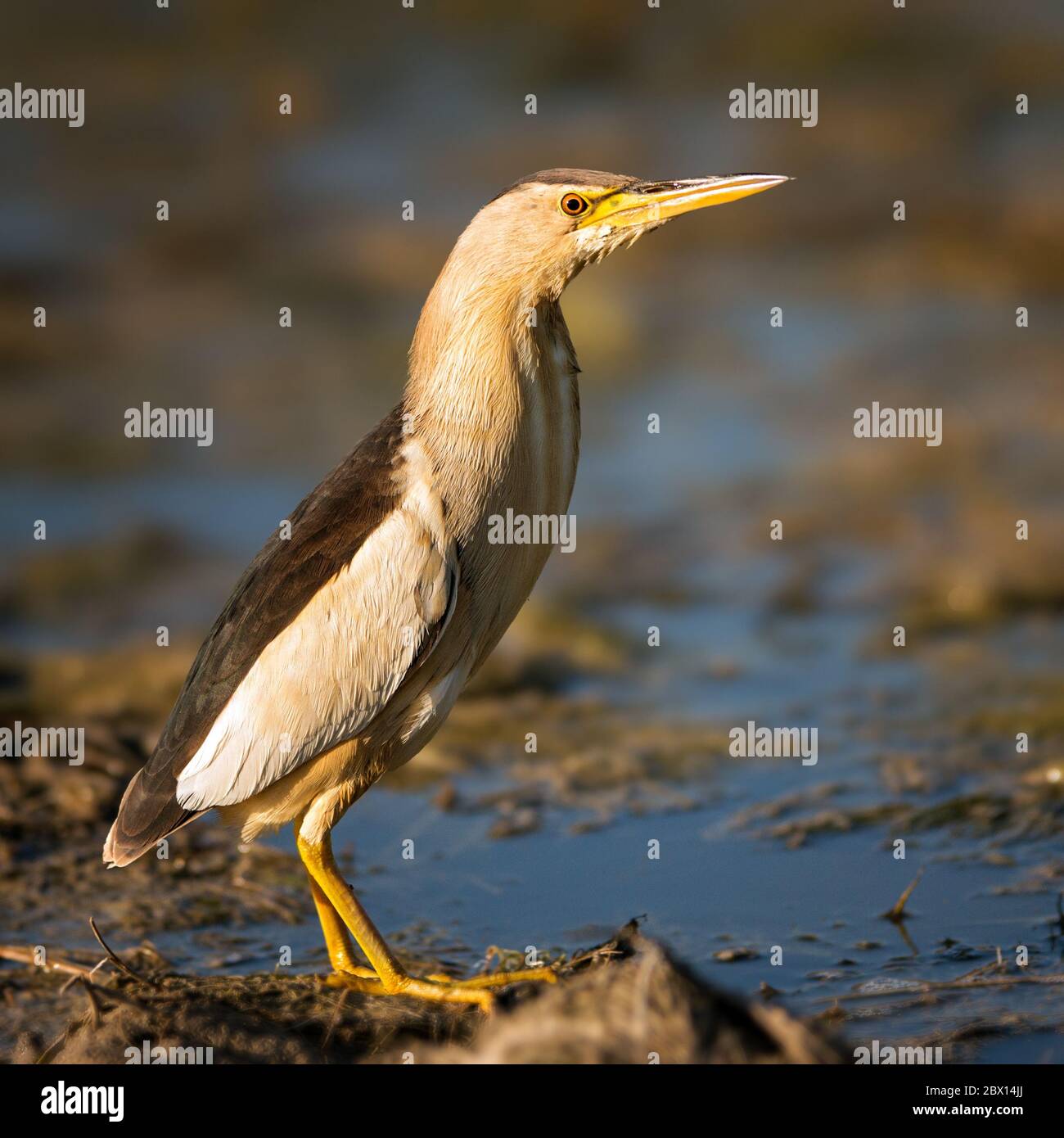Little bittern standing in the water and looking at the camera. Stock Photo