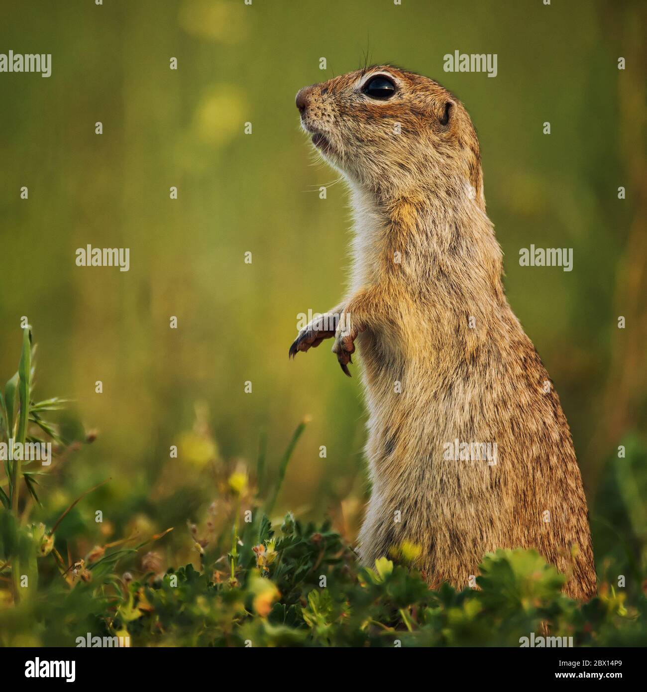 Ground squirrel standing in the grass. Close Up Stock Photo - Alamy