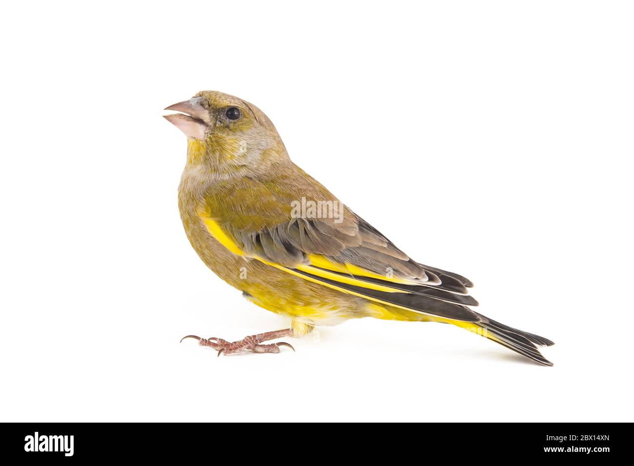 Greenfinch isolated on a white background. Carduelis chloris. Female. Stock Photo