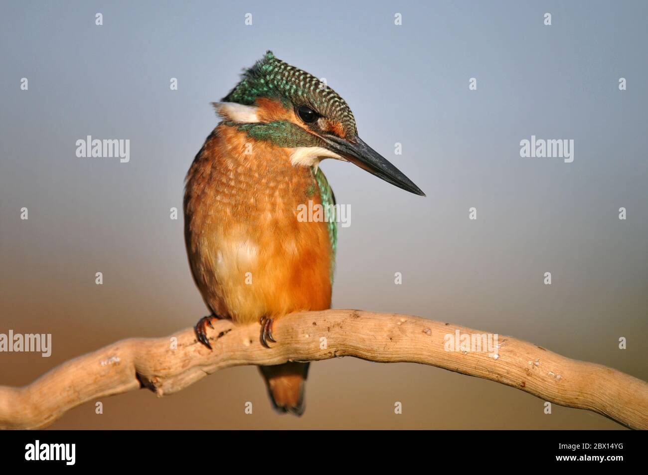 Common Kingfisher (Alcedo atthis) sitting on a stick for beautiful bokeh. Stock Photo