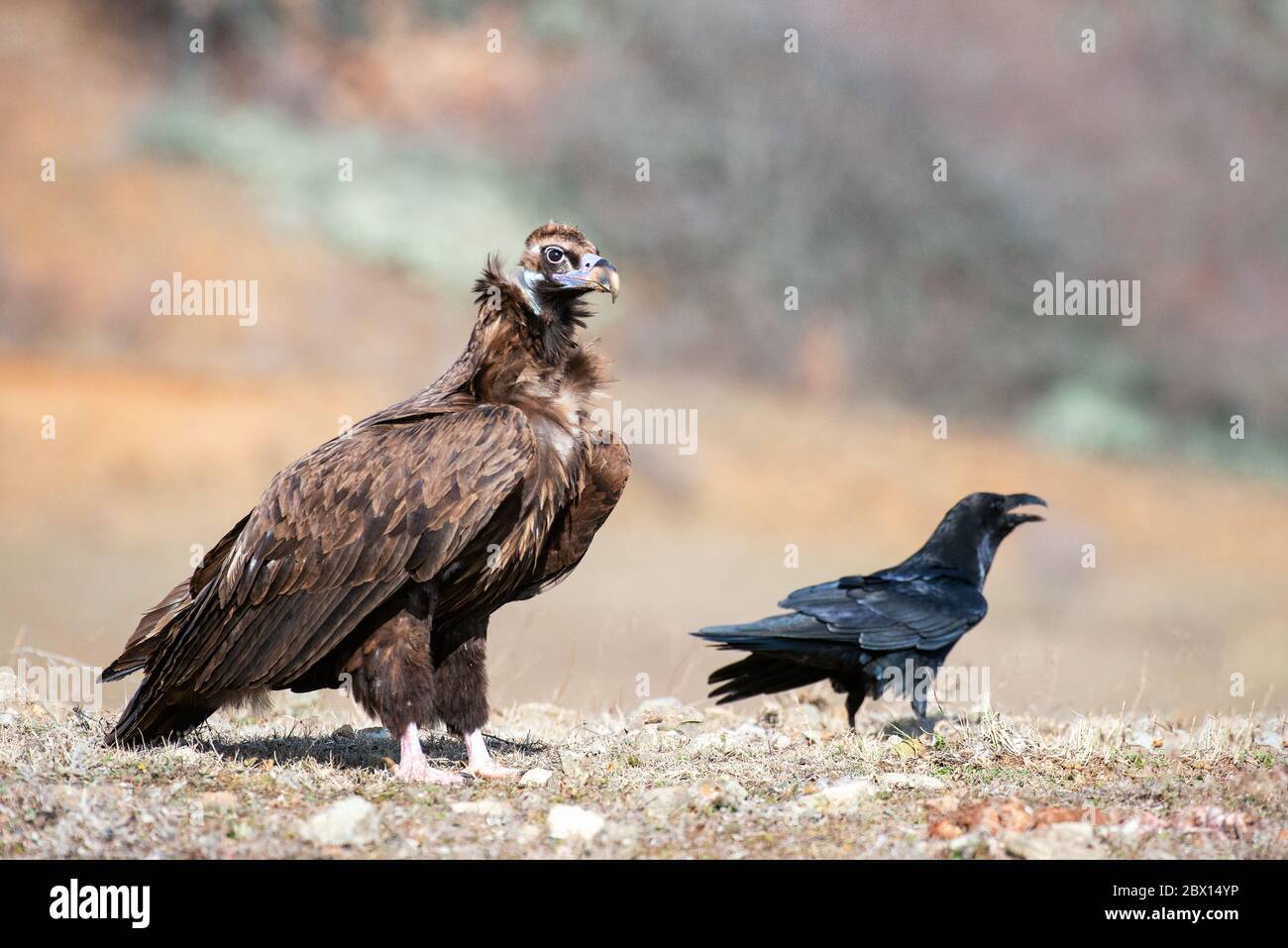 Cinereous vulture (Aegypius monachus) and the Raven (Corvus corax) in