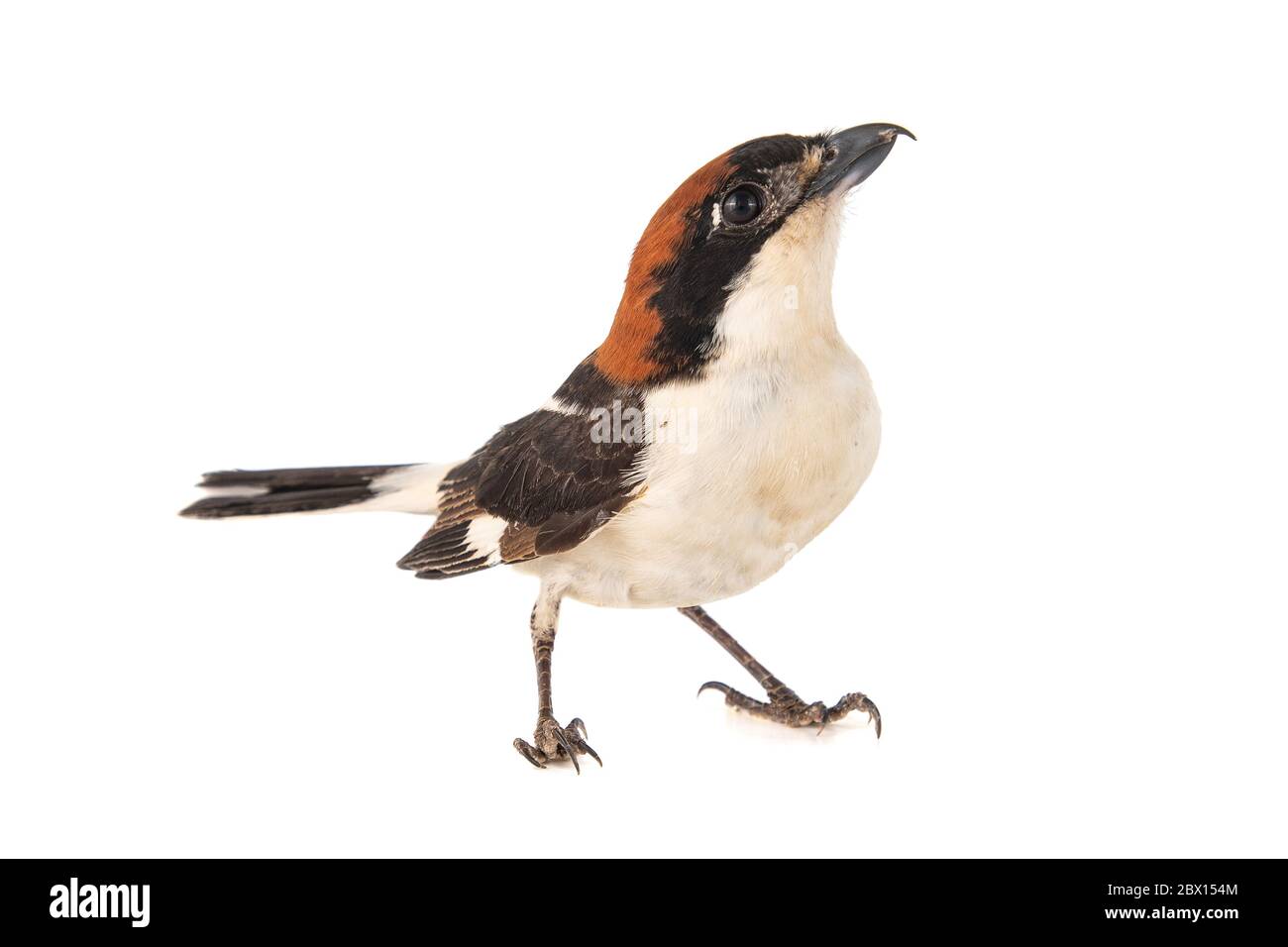 Woodchat Shrike, Lanius senator, isolated on white background Stock Photo