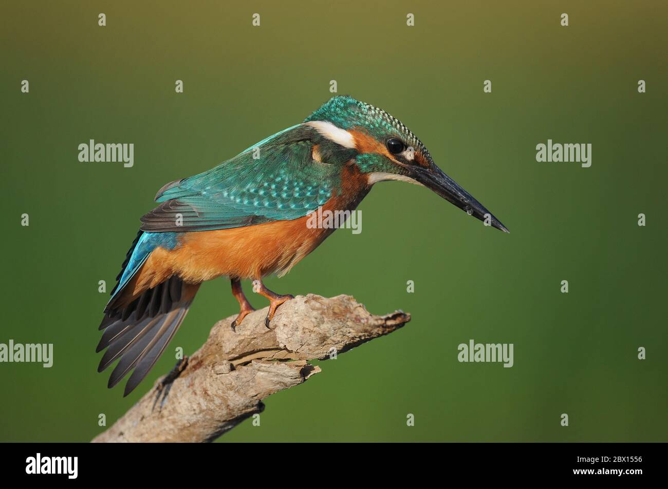 Common Kingfisher (Alcedo atthis) sitting on a beautiful green background. Stock Photo