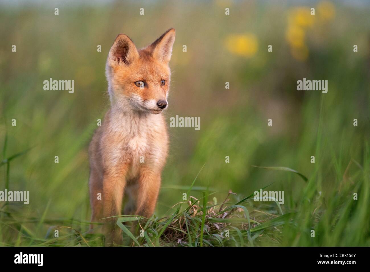 Baby Fox Young Red Fox In Grass Near His Hole Stock Photo Alamy