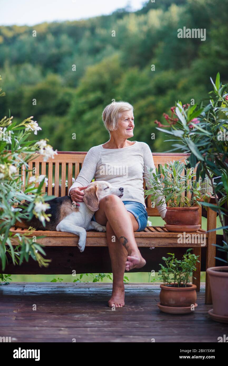 A senior woman with a dog sitting outdoors on a terrace in summer Stock ...