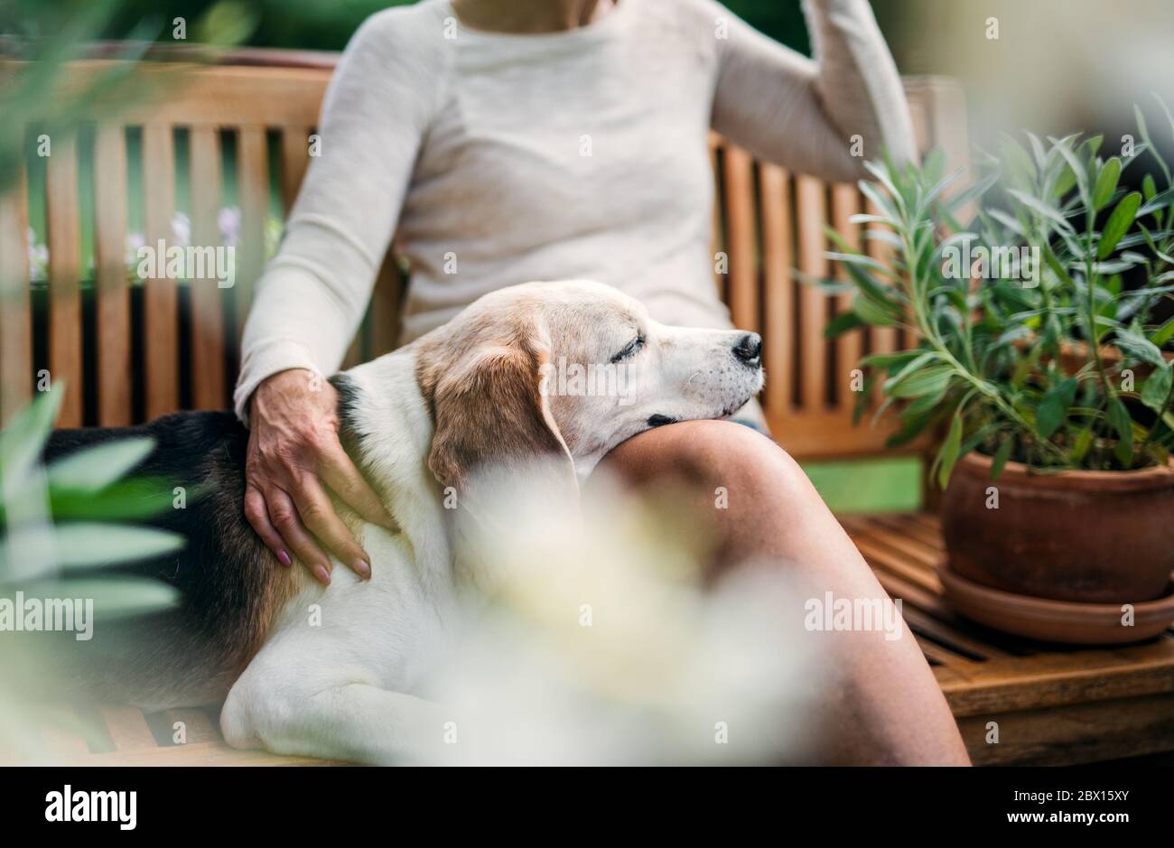 Lady sitting on bench with dog hi-res stock photography and images - Alamy