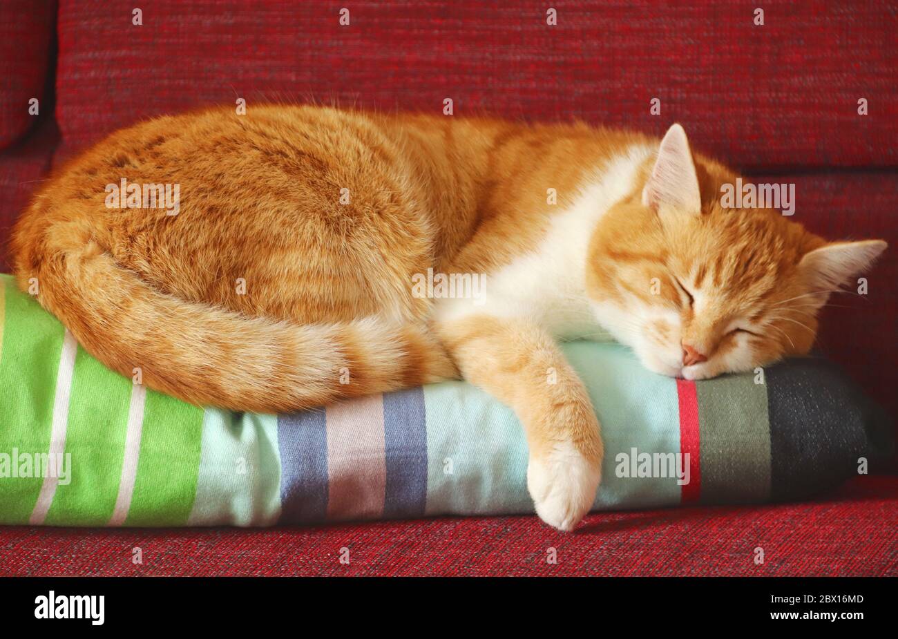 ginger cat sleeping or relaxing on a multi colored, striped cushion Stock Photo
