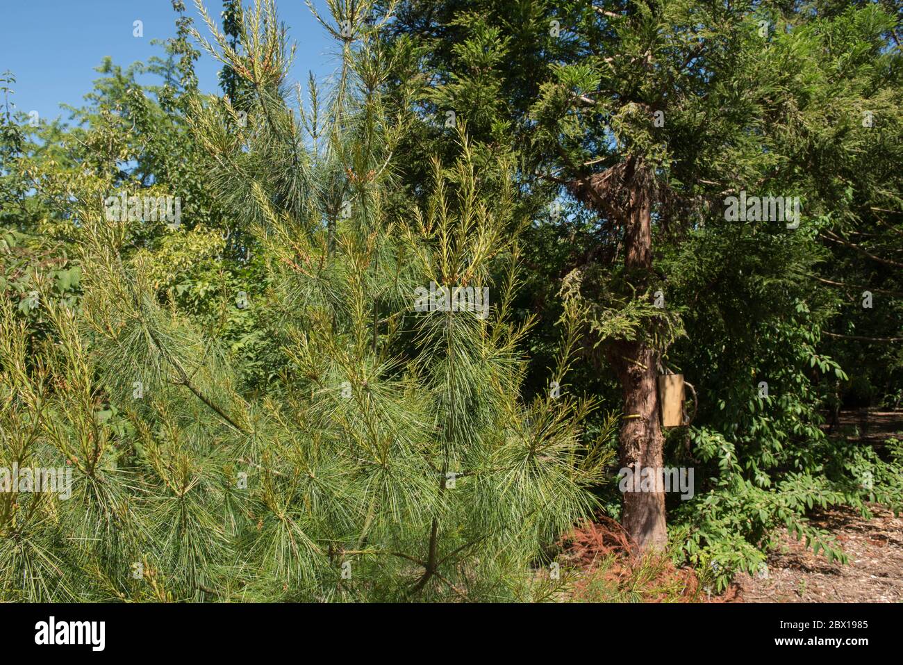 Green Foliage of an Evergreen Coniferous Armand or Chinese White Pine Tree (Pinus armandii) Growing in a Garden in Rural England, UK Stock Photo