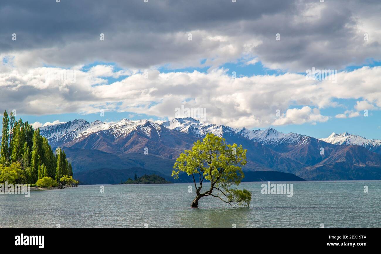 View over the Wanaka lake with the famous Wanaka tree in the water and in the background mountains with glaciers Stock Photo