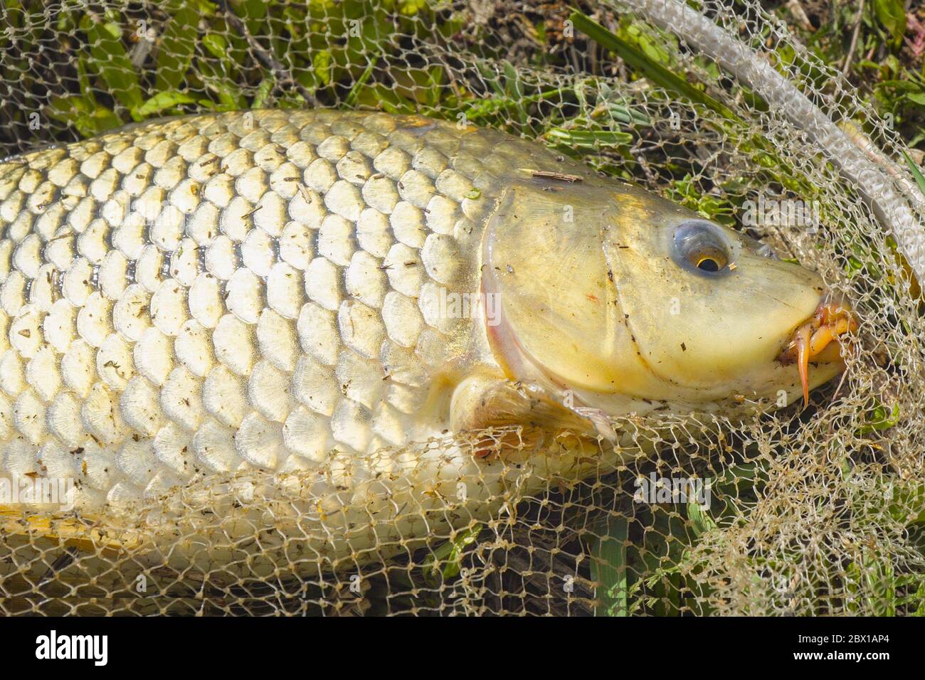 A freshly caught carp in a fishing landing net lies on the grass