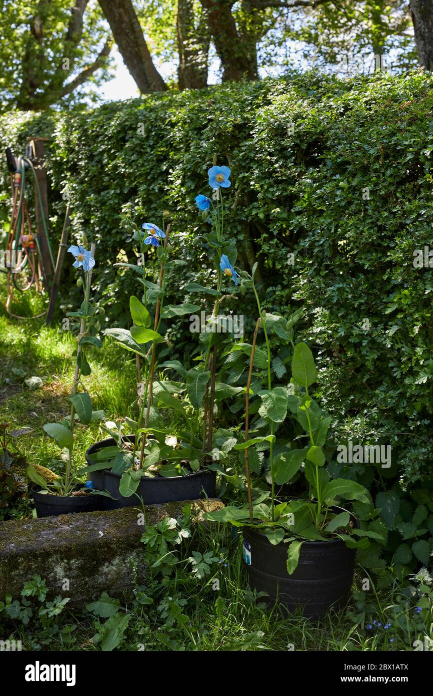 Himalayan Poppy, (Mecanopsis) From seed and growing on amateur smallholding garden at 900ft in Nidderdale. 01/06/20 Stock Photo