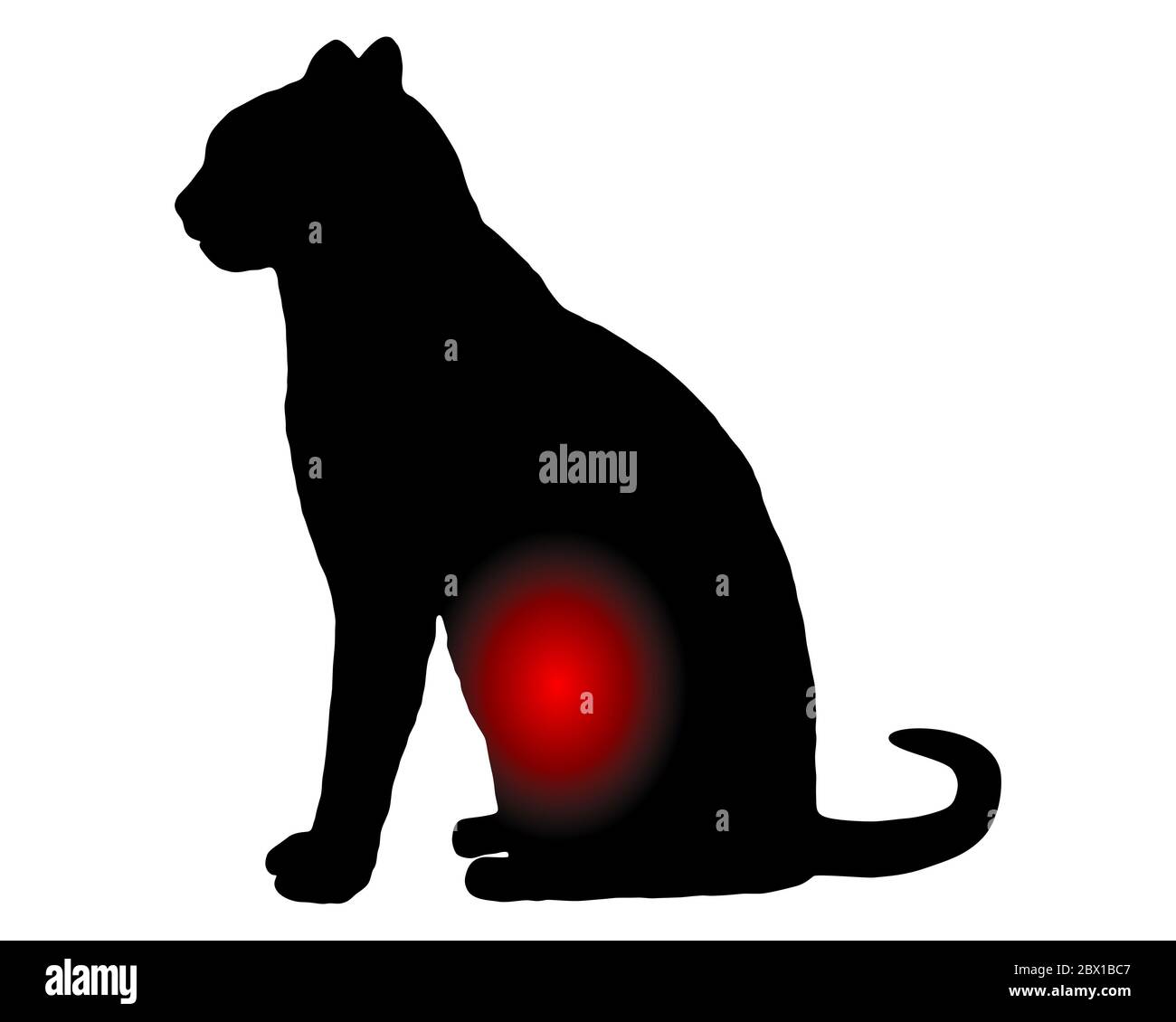 Cat with stomachache on white Stock Photo - Alamy