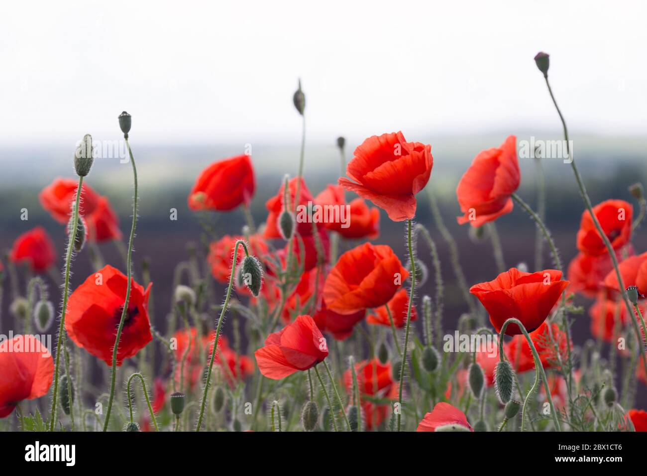 background of beautiful red poppy field. Provence, France. a poster