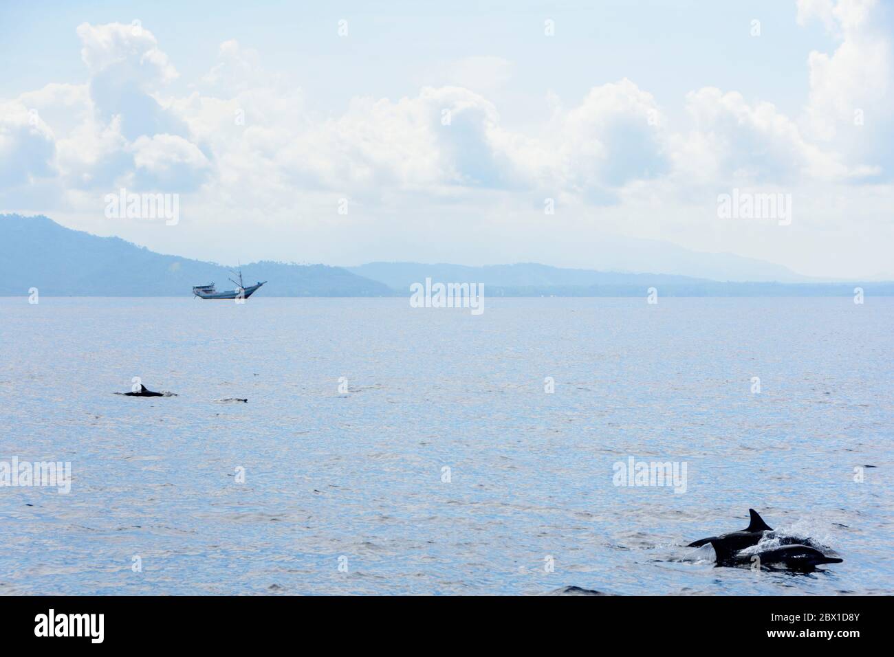 Dolphins near Bunaken island. North Sulawesi, Indonesia. Stock Photo