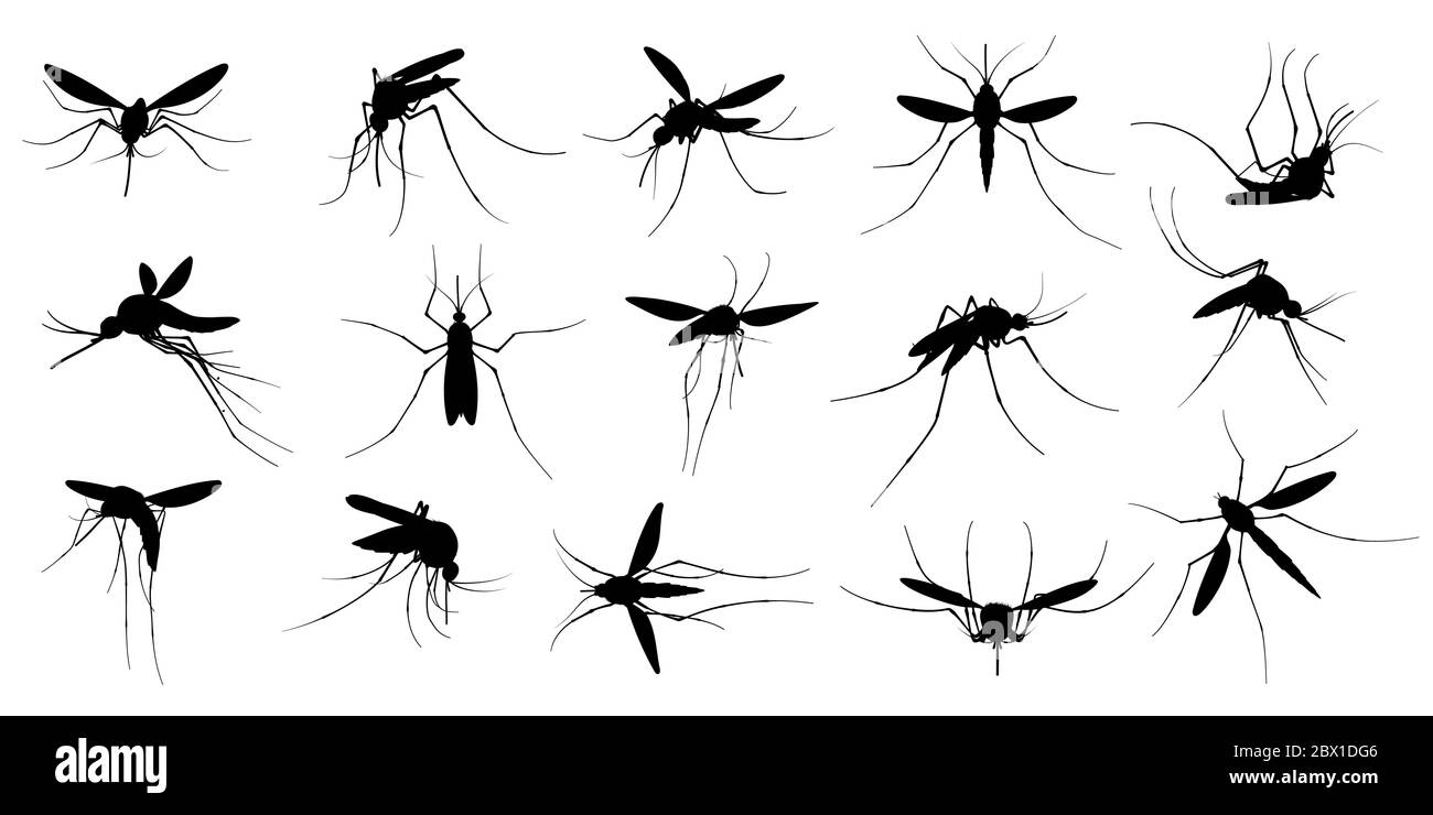 Mosquito silhouette. Flying mosquitoes, swarm insects spreading diseases, dangerous infection and viruses, malaria and dengue. Vector gnats Stock Vector