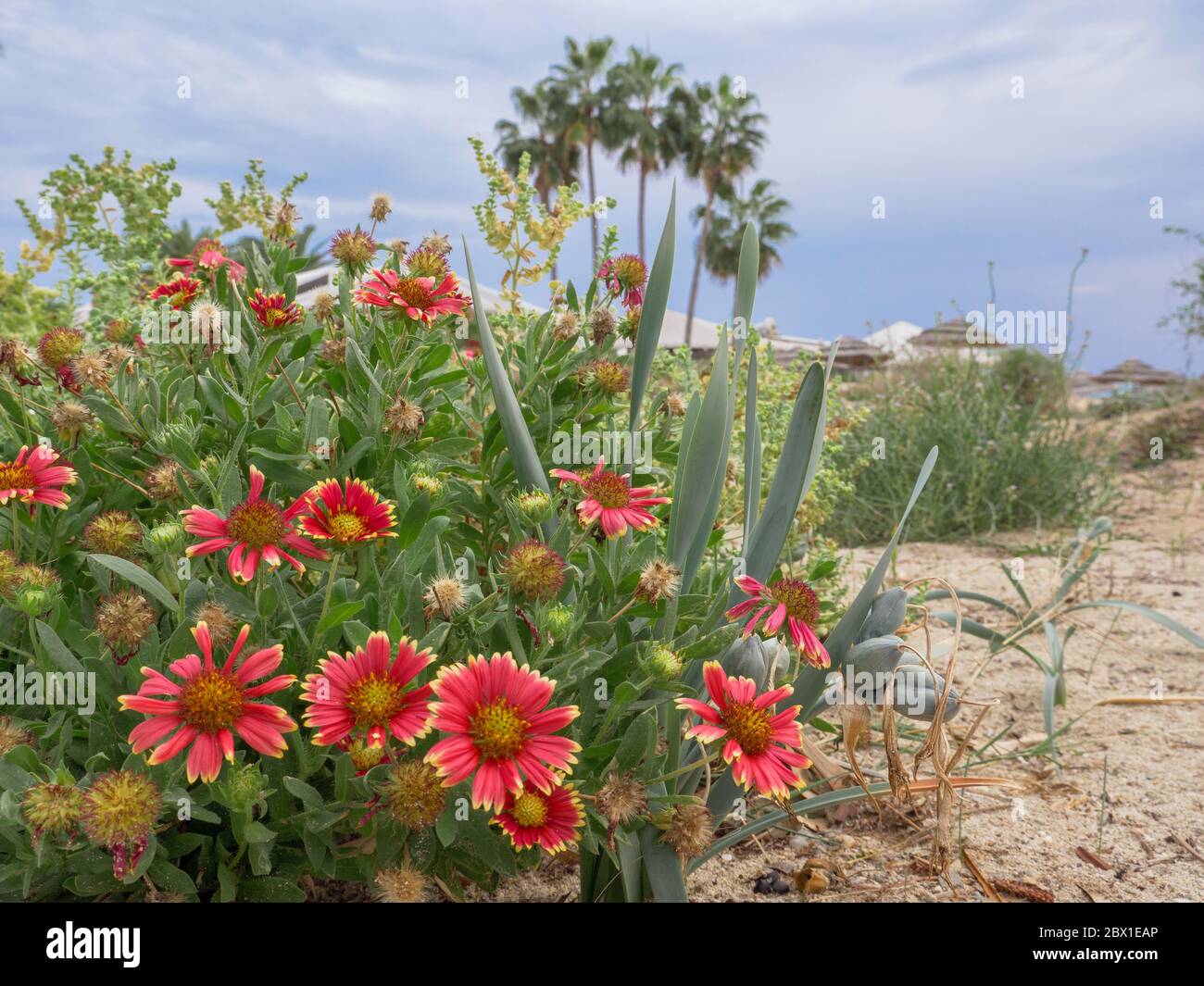 Blanketflowers (Gaillardia aristata) with red and yellow petals bloom in near Mediterranean sea on Nissi beach. High palms and umbrellas, mild autumn. Stock Photo