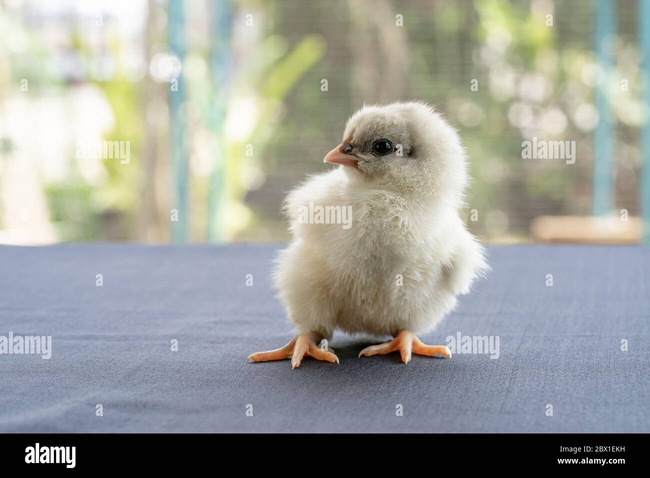 White Baby Australorp Chick stands on white cloth cover the table with