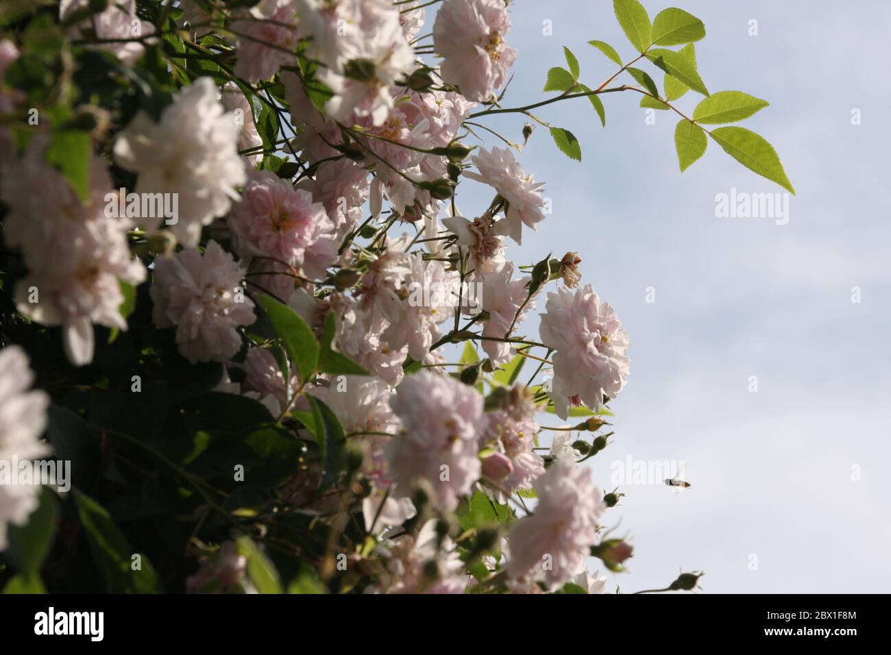 Close up of pale pink blossoms of rambler or climbing roses against pale blue sky on blurred background Stock Photo