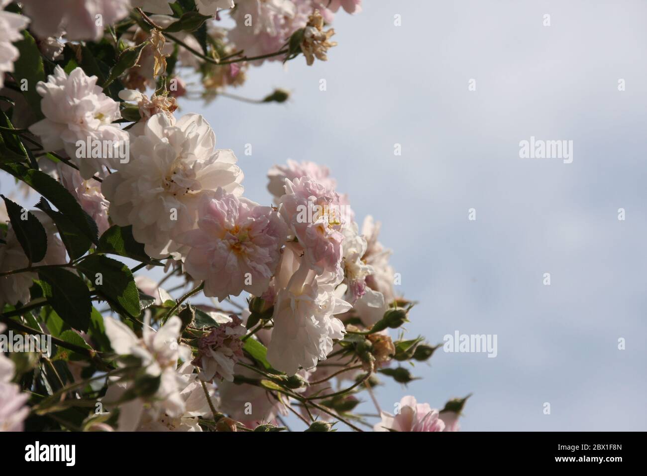 Close up of pale pink blossoms of rambler or climbing roses against pale blue sky on blurred background Stock Photo