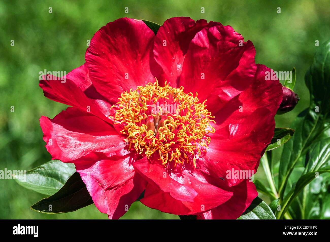 Peony Barrington Belle Red Peony Peonies Slightly fragrant, semi-double flowers Stock Photo