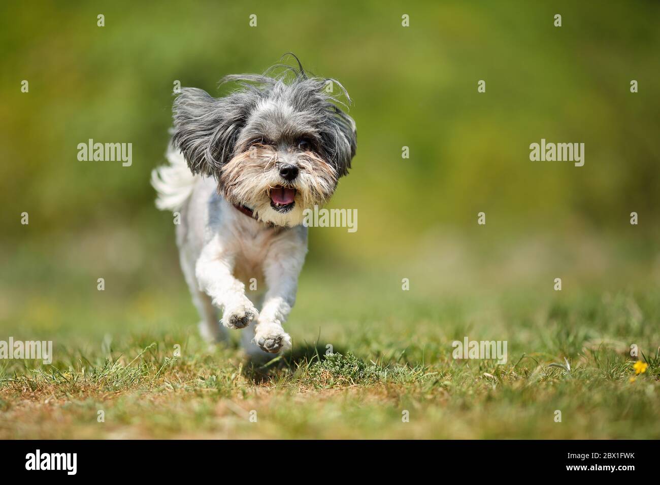 Adorable happy Bichon Havanese dog running on a green meadow against blured natural background on a sunny day. Space for text Stock Photo