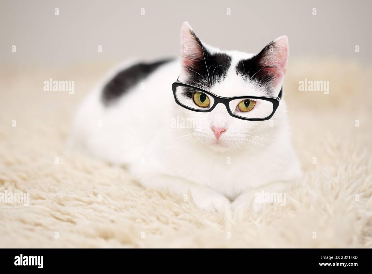 Portrait of a beautiful white cat with black spots, wearing trendy prescription glasses Stock Photo
